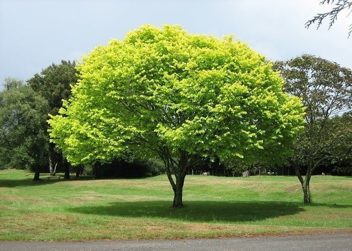 mino-i-spokojno-drvo