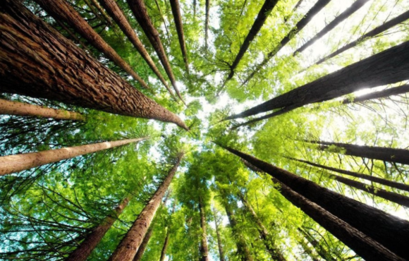 Ekološki trendovi u enterijeru: održivi pločasti materijali