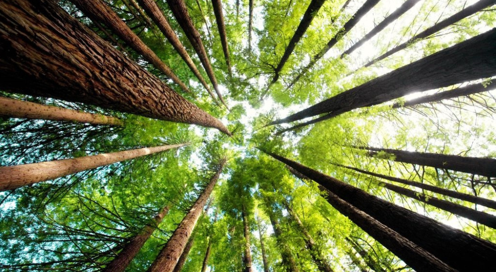 Šuma kao izvor drveta iz održivo upravljanih šumskih područja